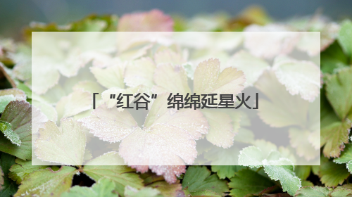“红谷”绵绵延星火