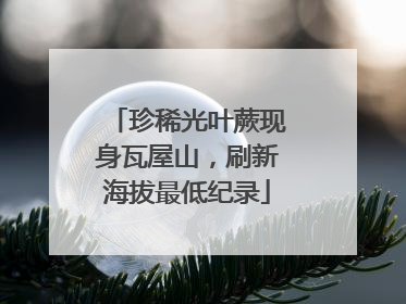 珍稀光叶蕨现身瓦屋山，刷新海拔最低纪录