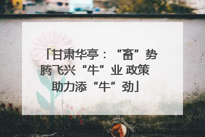 甘肃华亭：“畜”势腾飞兴“牛”业 政策助力添“牛”劲