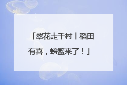 翠花走千村丨稻田有喜，螃蟹来了！