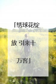 绣球花绽放 引来十万客