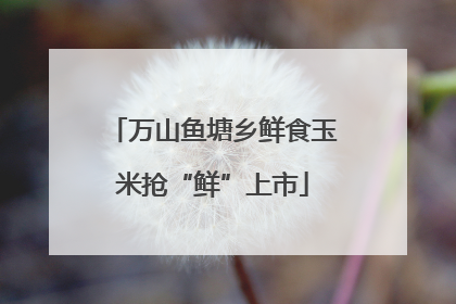 万山鱼塘乡鲜食玉米抢“鲜”上市