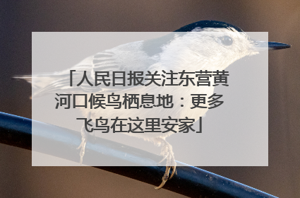 人民日报关注东营黄河口候鸟栖息地：更多飞鸟在这里安家