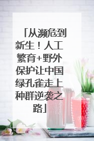 从濒危到新生！人工繁育+野外保护让中国绿孔雀走上种群逆袭之路