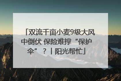 双流千亩小麦9级大风中倒伏 保险难撑“保护伞”？丨阳光帮忙