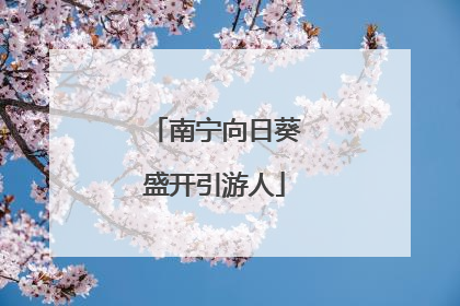 南宁向日葵盛开引游人