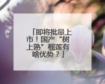 即将批量上市！国产“树上熟”榴莲有啥优势？