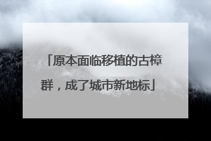 原本面临移植的古樟群，成了城市新地标