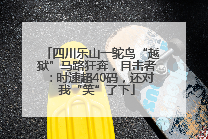 四川乐山一鸵鸟“越狱”马路狂奔，目击者：时速超40码，还对我“笑”了下