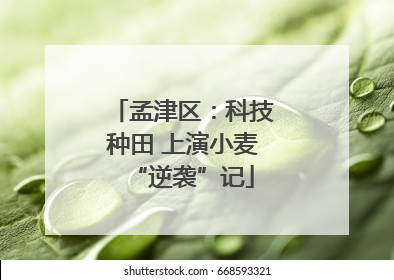 孟津区：科技种田 上演小麦“逆袭”记