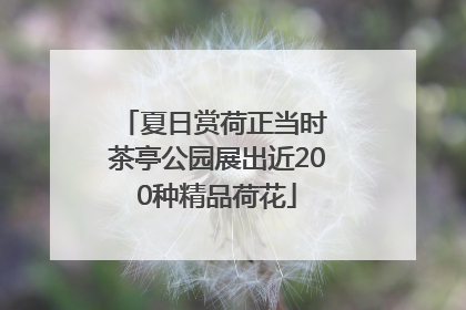 夏日赏荷正当时 茶亭公园展出近200种精品荷花