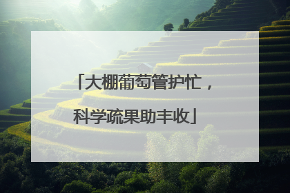 大棚葡萄管护忙，科学疏果助丰收