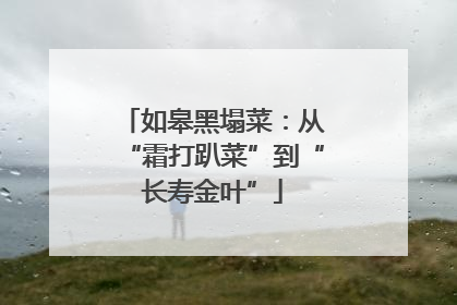 如皋黑塌菜：从“霜打趴菜”到“长寿金叶”