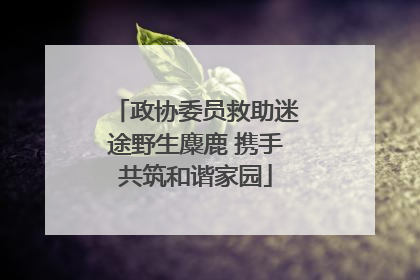 政协委员救助迷途野生麋鹿 携手共筑和谐家园
