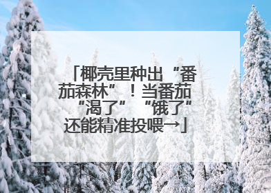 椰壳里种出“番茄森林”！当番茄“渴了”“饿了”还能精准投喂→