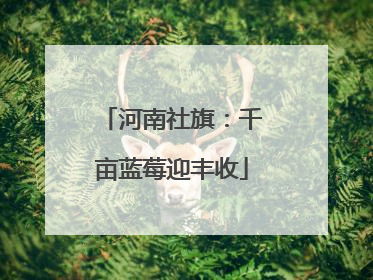 河南社旗：千亩蓝莓迎丰收