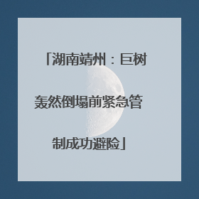 湖南靖州：巨树轰然倒塌前紧急管制成功避险