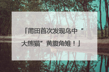 莆田首次发现鸟中“大熊猫”黄腹角雉！