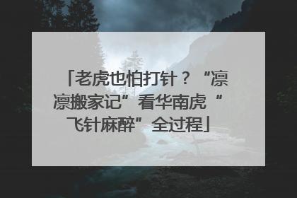 老虎也怕打针？“凛凛搬家记”看华南虎“飞针麻醉”全过程