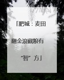 肥城：麦田翻金浪藏粮有“智”方