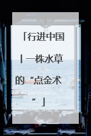 行进中国丨一株水草的“点金术”