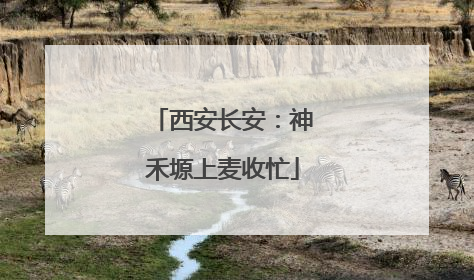 西安长安：神禾塬上麦收忙