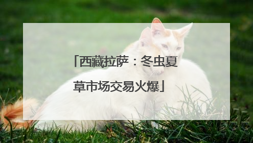 西藏拉萨：冬虫夏草市场交易火爆
