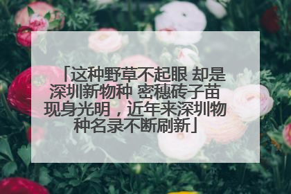 这种野草不起眼 却是深圳新物种 密穗砖子苗现身光明，近年来深圳物种名录不断刷新