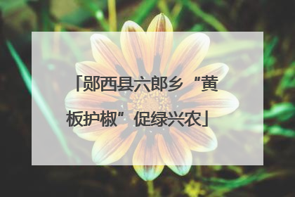 郧西县六郎乡“黄板护椒”促绿兴农