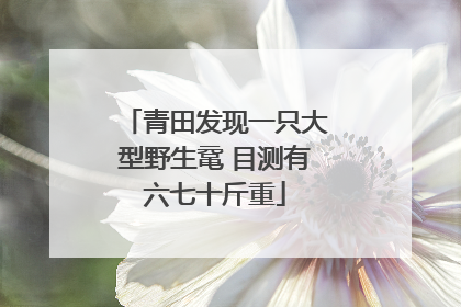 青田发现一只大型野生鼋 目测有六七十斤重