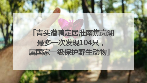 青头潜鸭定居淮南焦岗湖 最多一次发现104只，属国家一级保护野生动物