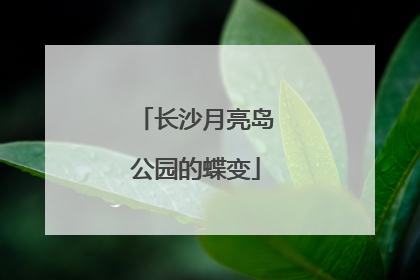 长沙月亮岛公园的蝶变