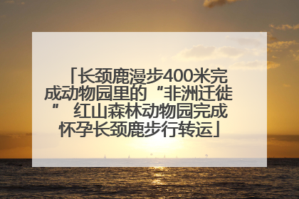 长颈鹿漫步400米完成动物园里的“非洲迁徙” 红山森林动物园完成怀孕长颈鹿步行转运