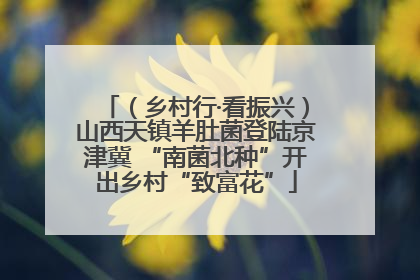 （乡村行·看振兴）山西天镇羊肚菌登陆京津冀 “南菌北种”开出乡村“致富花”