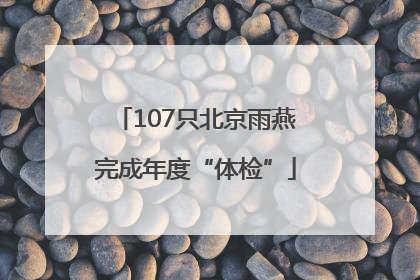 107只北京雨燕完成年度“体检”